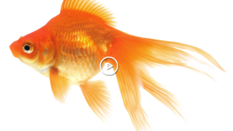 Goldfish is popular aquarium fish