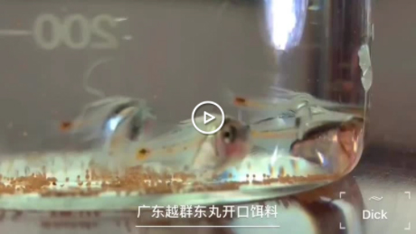 Dongwan Hatchery fish feed